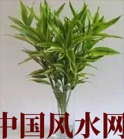 漯河十二生肖养什么植物最旺财运？你知道吗！