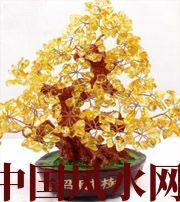 漯河买了招财植物却不能发财，是方位摆错了！